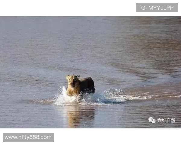 激烈角逐!顶级泳将挑战极限,泳池内惊险瞬间回顾